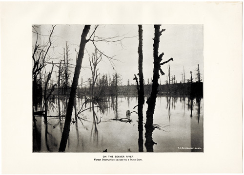 ON THE BEAVER RIVER
Forest Destruction caused by a State Dam 
